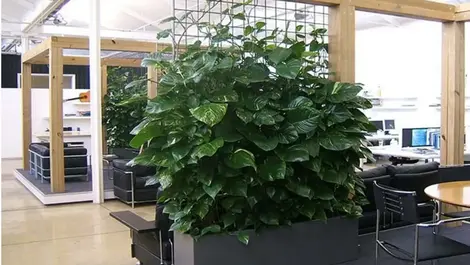 The right plants can reduce indoor pollution and save energy